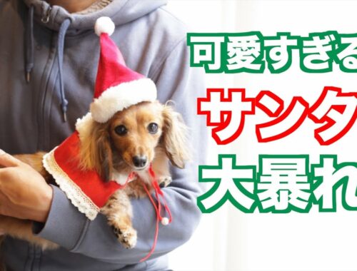 【制御不能】家族になって3度目のクリスマスをまったり過ごせない犬【カニンヘンダックスえびすの日常】