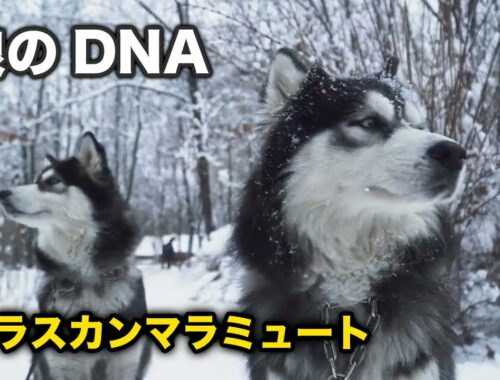 【アラスカンマラミュート】絶滅種、狼のDNA！？かわいい集【子犬】