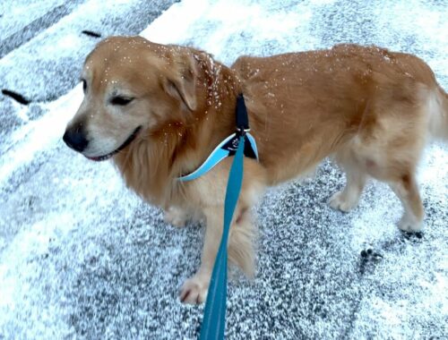 帰りたくないと踏ん張る犬。珍しく雪が降ったらこうなりました。