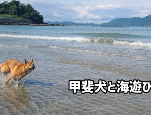 自然たっぷりの海を満喫する甲斐犬