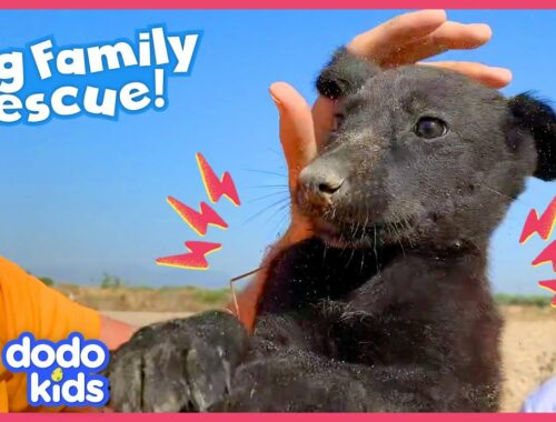 You Won’t Believe Where Rescuers Found This Puppy | Rescued! | Dodo Kids