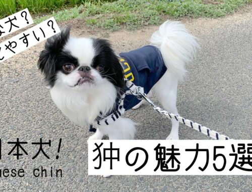 【狆の魅力5選!!】日本犬の狆の魅力をご紹介！