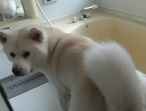 【秋田犬ゆうき】赤くなった皮膚を洗ってくれるので空気を読んで自らお風呂場へ向かう【akita dog】