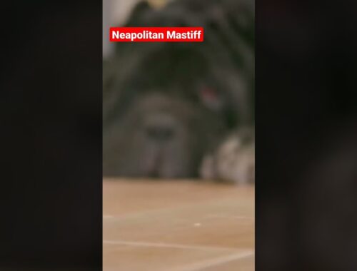 Neapolitan Mastiff #mastiff #neapolitan #shorts
