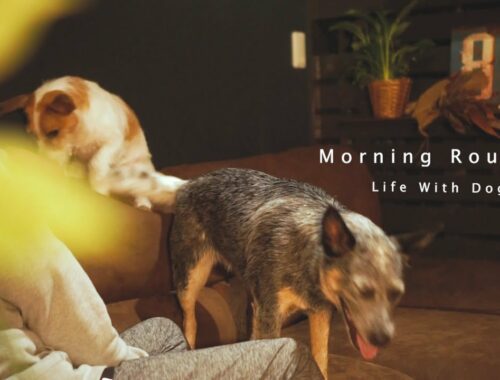 【朝５時】起床から散歩までのモーニングルーティン/多頭飼いの朝/早起きの楽しみ（ジャックラッセルテリア）（オーストラリアンキャトルドッグ）