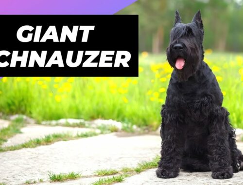 Giant Schnauzer 🐶 One Of The Biggest Dog Breeds In The World #shorts