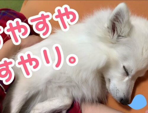 【犬の寝顔🐶💤】ママと一緒に寝落ちする日本スピッツちぃ。