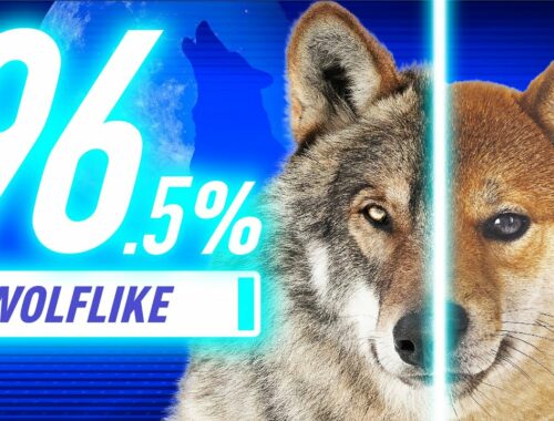 【DNA解析で判明！】狼に近い犬種ランキング