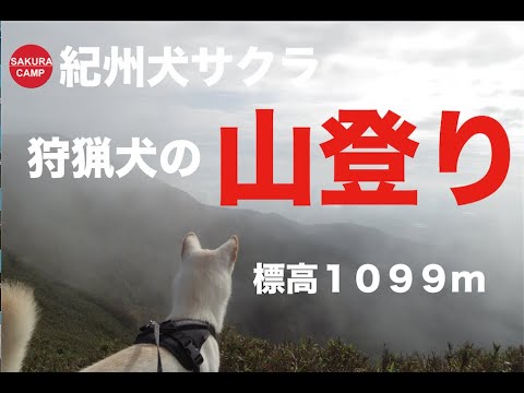 【犬と暮らす】紀州犬サクラ・はじめての山登り