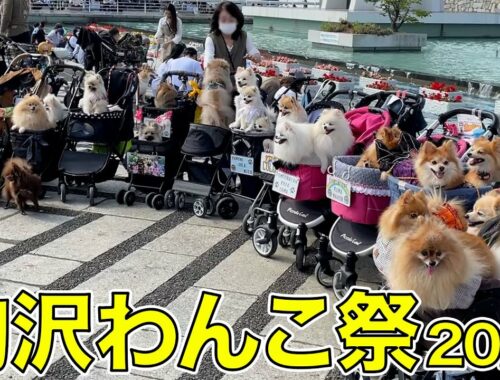 駒沢わんこ祭りでポメラニアン大集合！