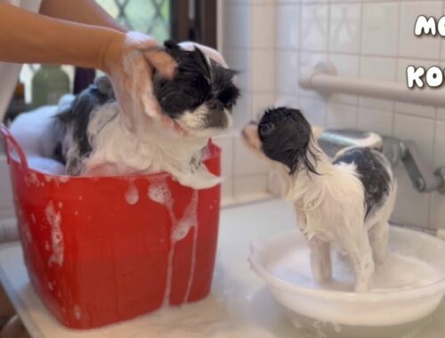【祝2周年】お風呂が苦手な先住犬を心配する子犬が可愛い