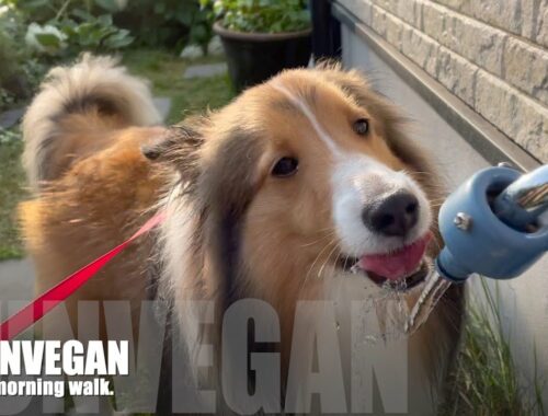 【ノーカット】ダンヴェガンの朝散歩【シェトランドシープドッグ】vertual morning walk with shetlandsheepdog.
