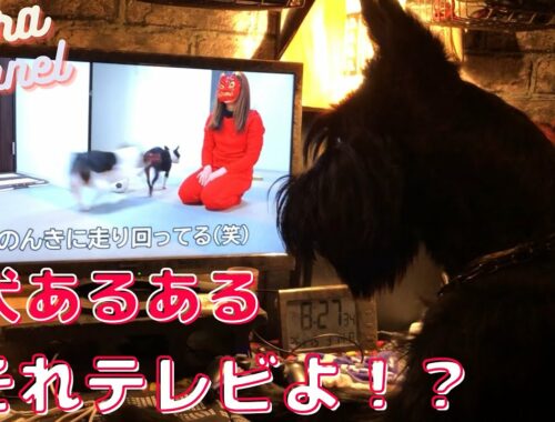 【大型犬】犬はテレビが大好きです(ジャイアントシュナウザー)giant schnauzer