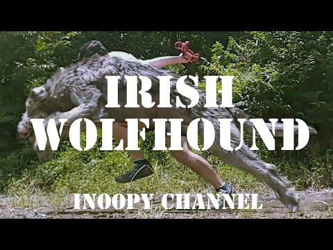 【SPRINT by Irish Wolf Hound】アイリッシュウルフハウンド