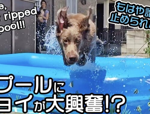 【驚愕！大型犬の身体能力】水が大好きなワイマラナーがプールで大暴れ！？ ※Weimaraner got excited in the pool.