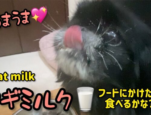 【ヤキギミルク】GoatMilk 偏食ペキニーズのフードにふりかけしてみた【peki】