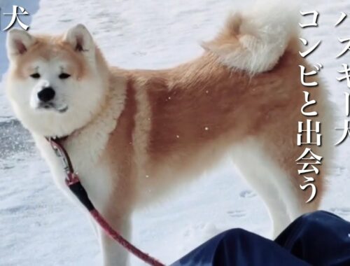 秋田犬ともぐら家族　はる、雪原にてハスキー犬コンビと出会う