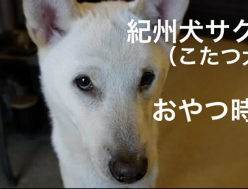 【犬と暮らす】紀州犬サクラ（こたつ犬）おやつ時間
