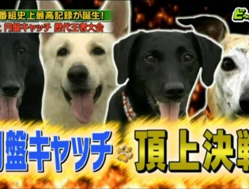 【ウィペット】ビオラ 伝説のスーパーキャッチ‼︎ 〜2013犬陸上〜 Whippet Viola ディスクドッグ
