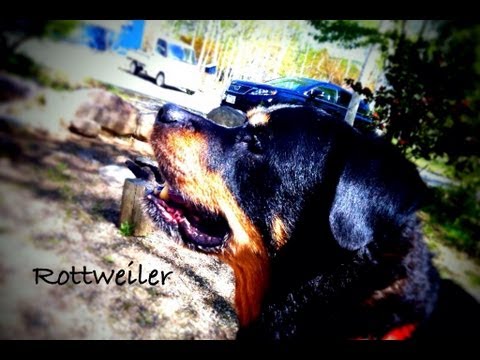 ロットワイラー(Rottweiler)