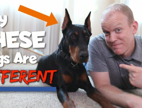 6 Ways Dobermans Are Different From Other Dogs