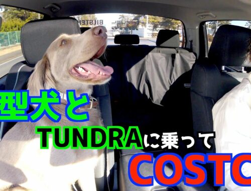 【大型犬ワイマラナー】をタンドラに乗せてコストコお買い物