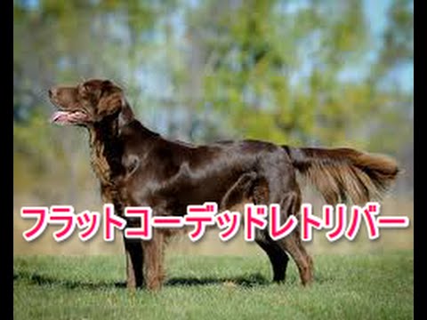 【犬図鑑】フラットコーテッドレトリバー