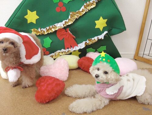 2022年のクリスマスイブにハイテンションで堪能する愛犬たち♪