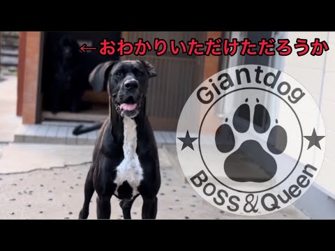 グレートデンvsニューファンドランドの居る暮らし [超大型犬][大型犬][犬好き][渡辺ボス]