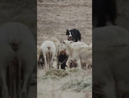 Border Collies and Australian Cattle Dogs