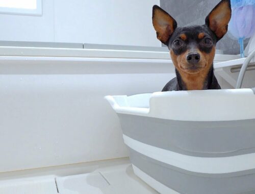 【衝撃】お風呂が好きすぎる愛犬から絶対に目を離してはいけない理由