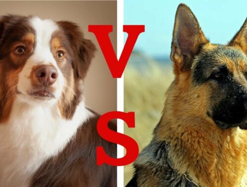 【犬の比較】シェパード VS オーストラリアンシェパード｜客観的なデータ（AKC）をもとに徹底検証｜同じ名前の理由を調べたら衝撃の結果だった