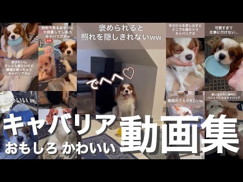 【キャバリア】キャバリア犬のおもしろかわいい動画集