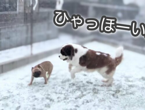 生まれて初めての雪に大はしゃぎ！超大型犬セントバーナード