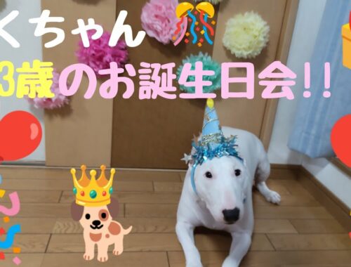 【ミニチュアブルテリア】ふくちゃん  3歳のお誕生日会
