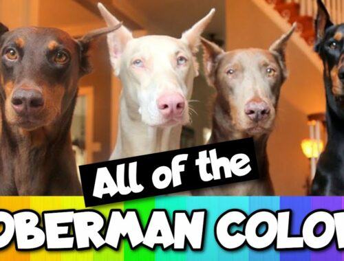 All the Doberman Colors That Exist