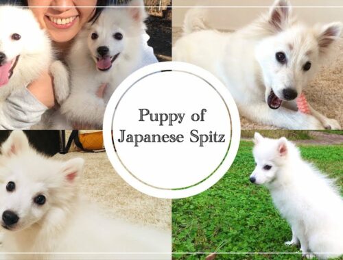 【胸キュン💕】小さくてかわいい子犬時代の日本スピッツちぃ。
