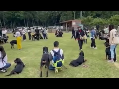 【オフ会】超大型犬ロットワイラーが25匹集まるとこうなります #ロットワイラー