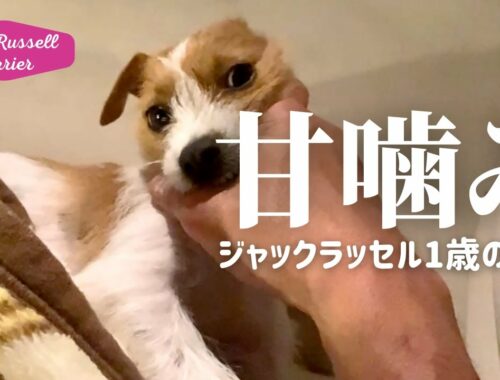 子犬の甘噛み〜1歳の現状 ジャックラッセルテリアの女の子マーレ Jack Russell Terrier puppy しつけ 甘噛み