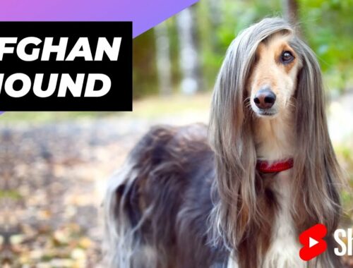 Afghan Hound 🐶 One Of The Most Expensive Dog Breeds In The World #shorts