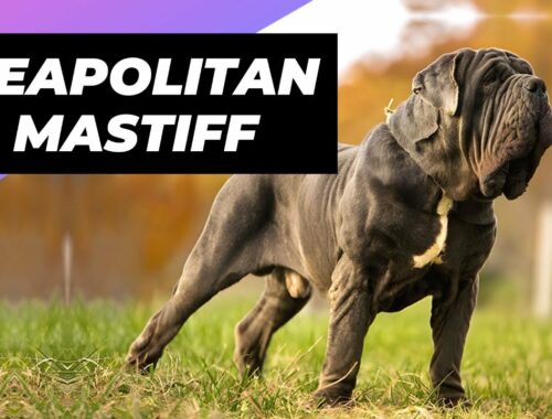 Neapolitan Mastiff 🐶 One Of The Biggest Dog Breeds In The World #shorts