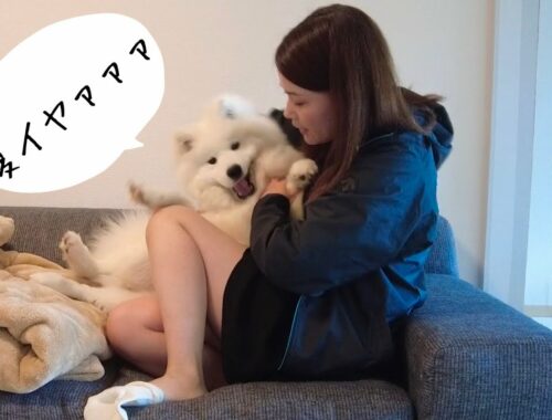 サモエドと日本の夏を乗り越えるための方法【samoyed】How to Survive a Japanese Summer with a Samoyed【子犬】