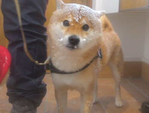 暴風雪で散歩から引き返した柴犬がこちら。