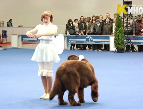 Dog Show "Eurasia  2012 / Russia / Moscow". Freestyle.