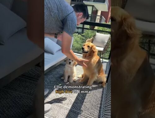 Dog teaches puppy how to high-five #goldenretriever #dog