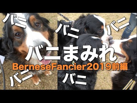 【犬イベント】バーニーズまみれ前編【Bernese Fancier 2019前編】