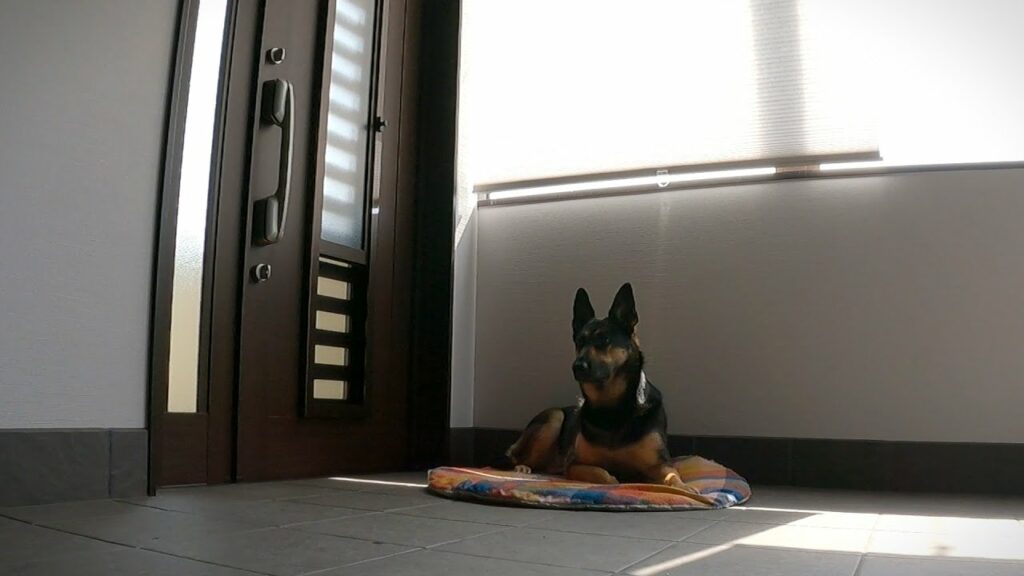 留守番中の愛犬を隠し撮りしたら、想像以上に番犬だった！【シェパード】