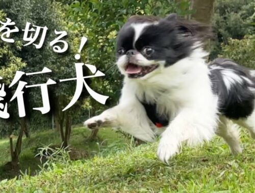 犬の楽園ドッグランで飛行犬になった狆 日本犬チンのモモさん