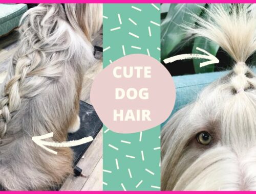 Cute Dog Hair Style | Braided Collie