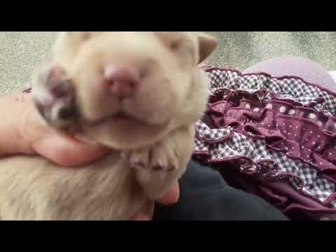 スコティッシュテリアのブラック♀とウィートン♂の仔犬たちの生後間もない動画(2021/11/10) Scottish Terrier black and Wheaton pretty puppies